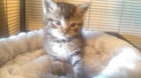 Lilly - Photo 5