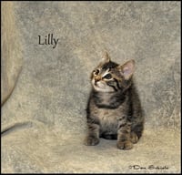 Lilly - Photo 6