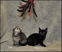 Lilly - Photo 7