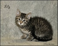 Lilly - Photo 2