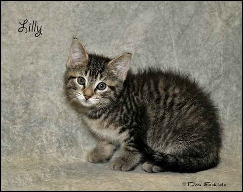 LILLY - Tabby available for adoption
