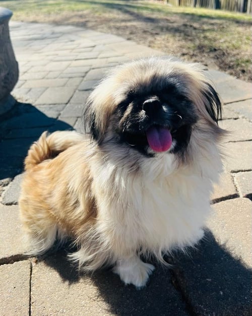 SUMMER - Pekingese for adoption in Omaha