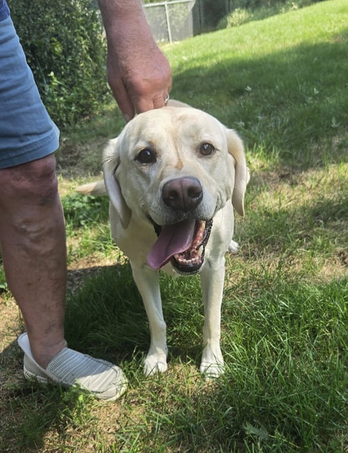 BETTY - Yellow Labrador Retriever for adoption in Omaha