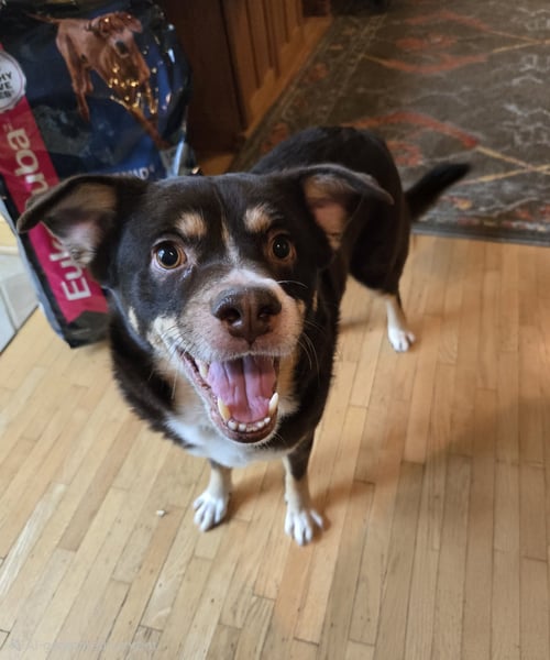 RICO - Australian Shepherd / Terrier for adoption in Omaha
