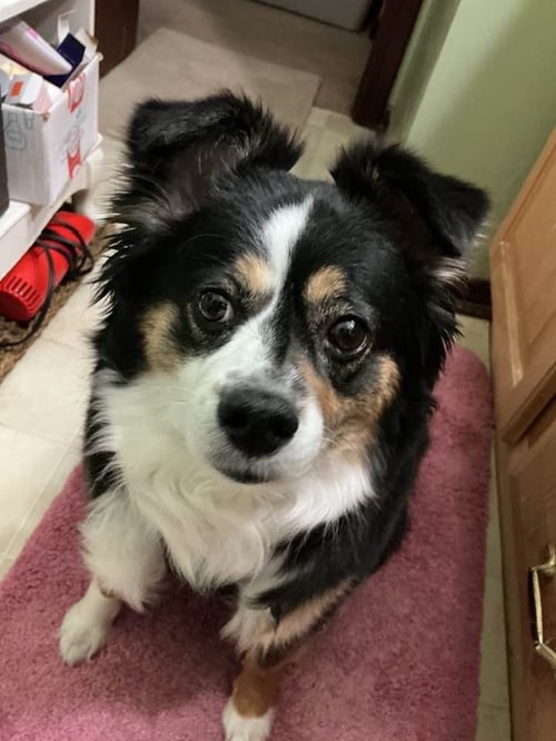 MIA - Australian Shepherd for adoption in Omaha