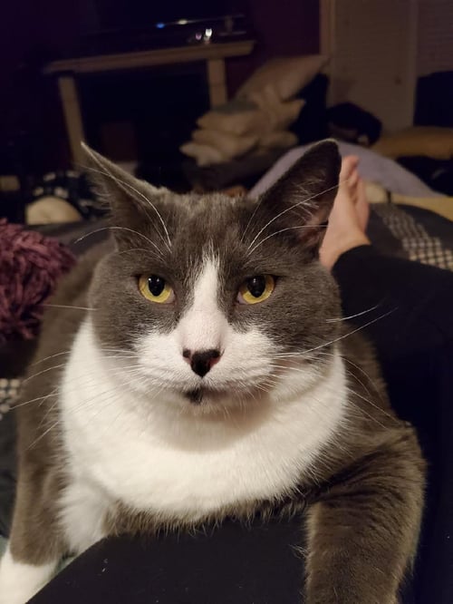 CHLOE - Domestic Medium Hair available for adoption