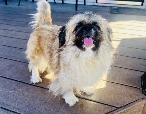 SUMMER - Pekingese for adoption in Omaha