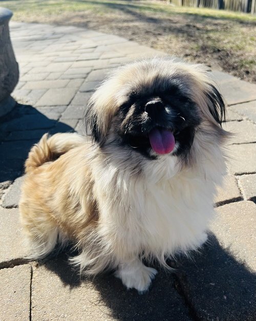 SUMMER - Pekingese available for adoption