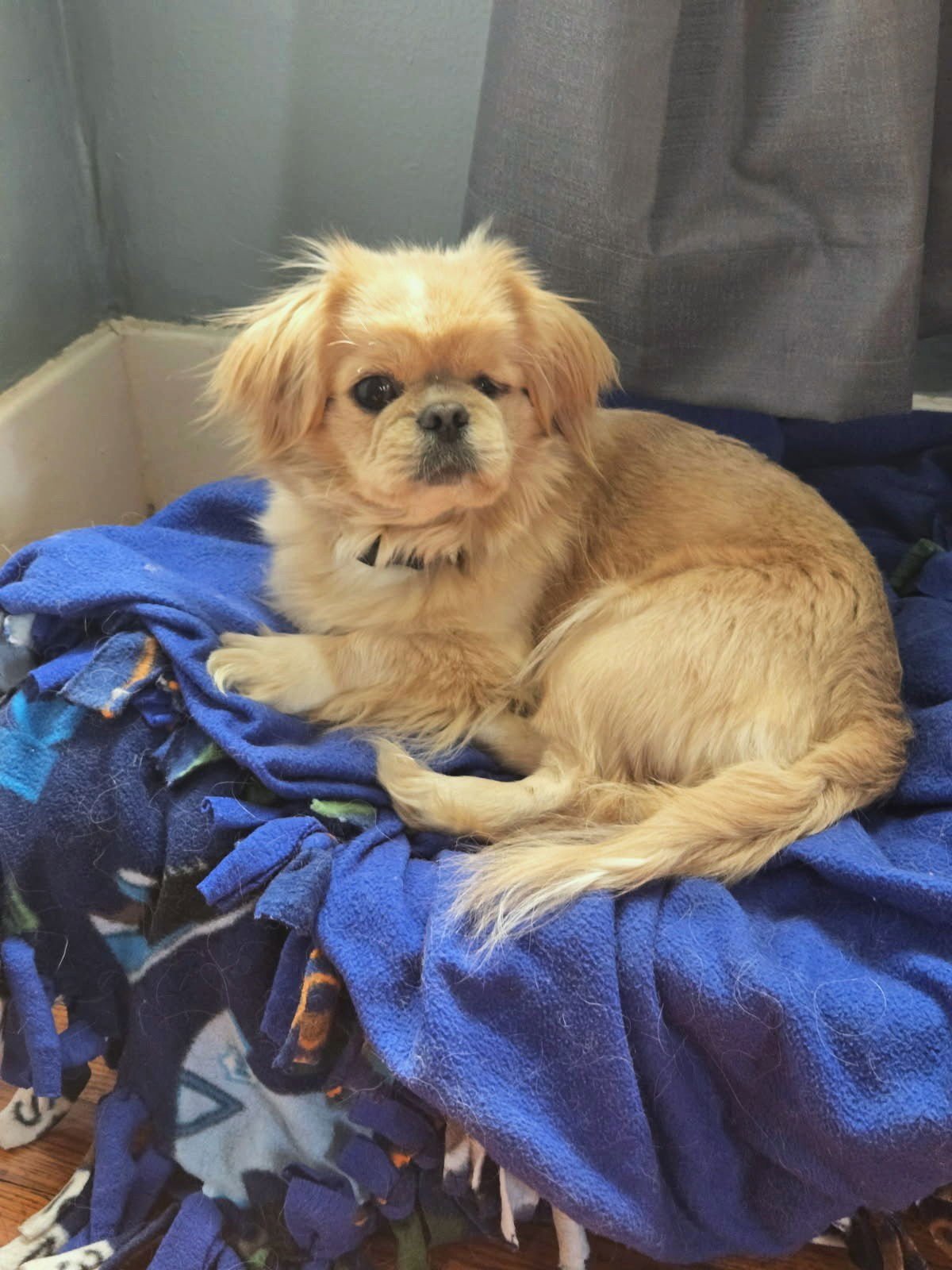 WINKY - Pekingese for adoption in Omaha