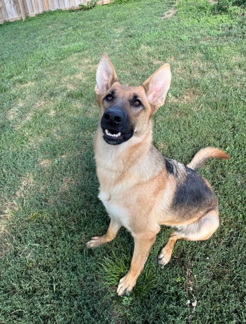 NORA - German Shepherd Dog for adoption in Omaha