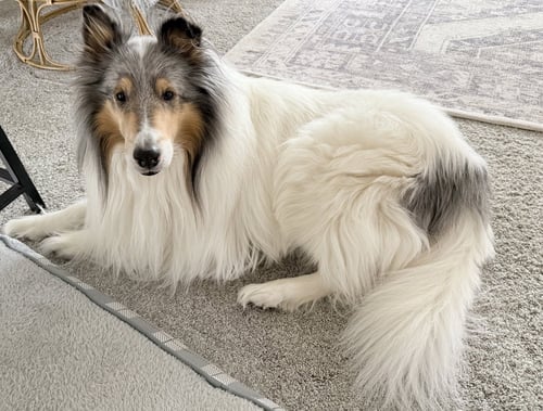 YUKOM - Collie for adoption in Omaha