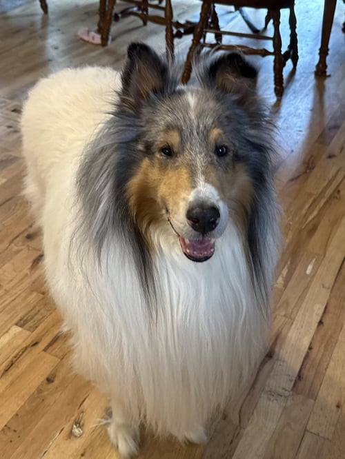 YUKOM - Collie available for adoption