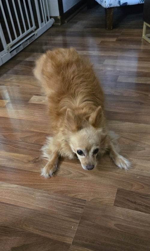 AGNES - Chihuahua available for adoption