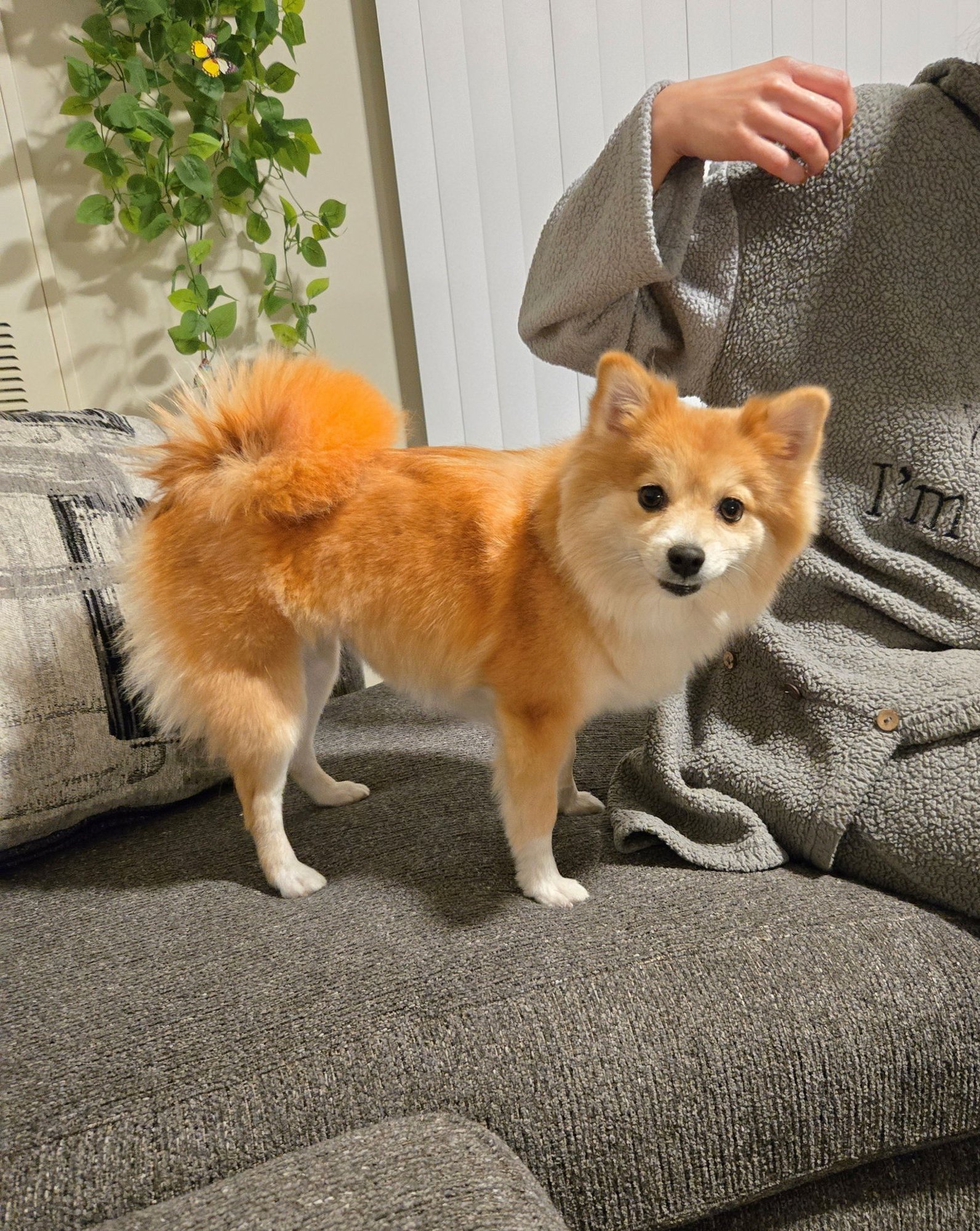 SASHA - Pomeranian / Shiba Inu available for adoption