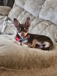 Piper - Photo 4