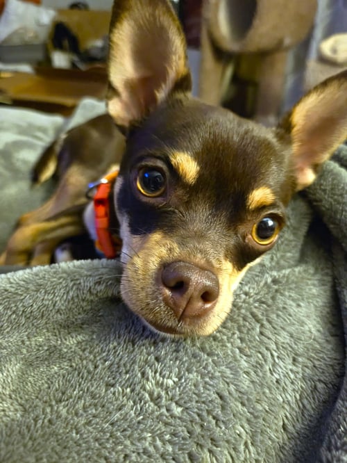 PIPER - Chihuahua for adoption in Omaha