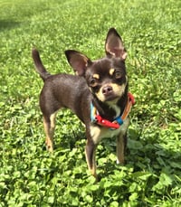 Piper - Photo 2