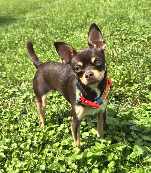 PIPER - Chihuahua available for adoption