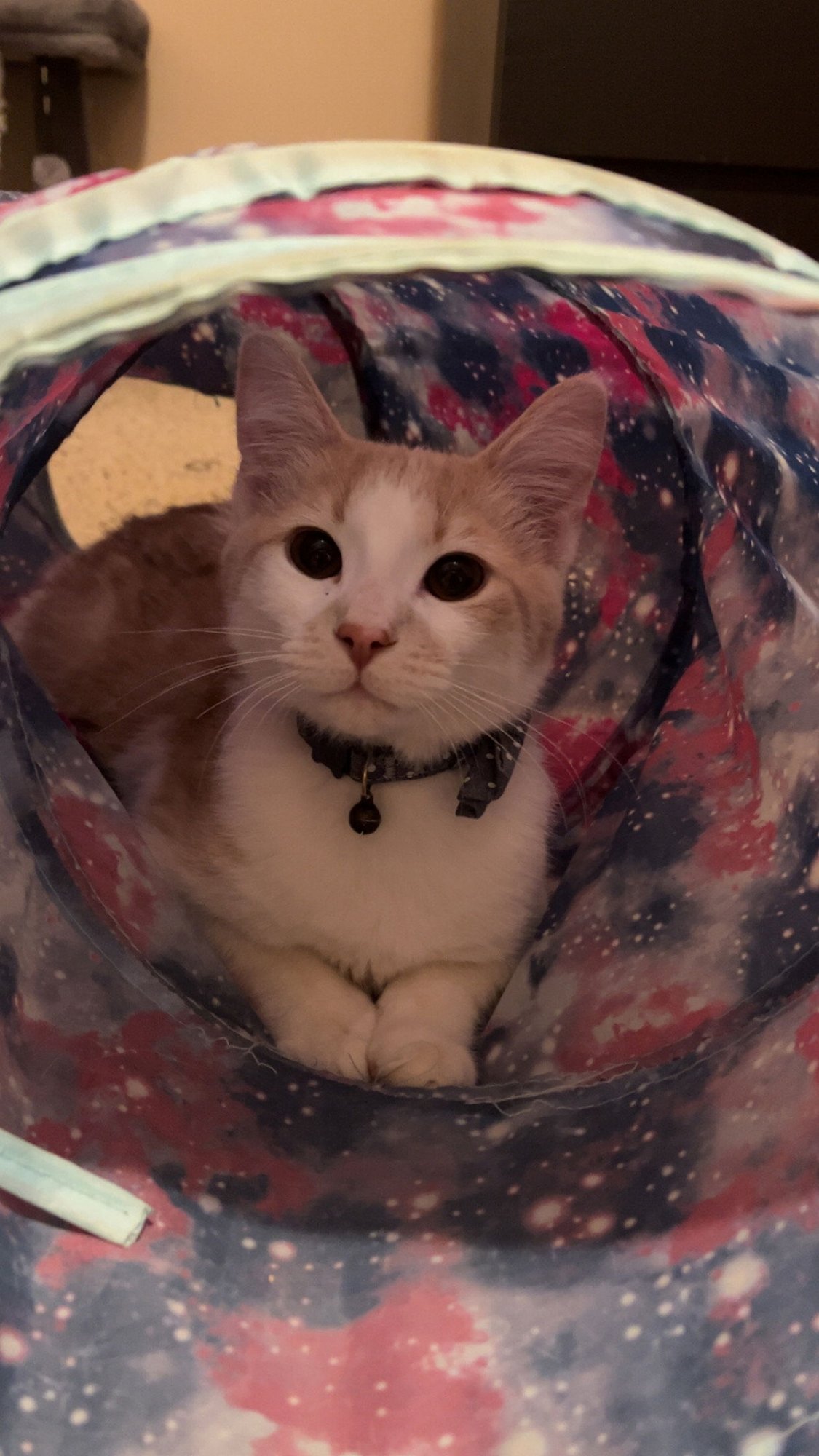 BUSTER - Domestic Short Hair available for adoption