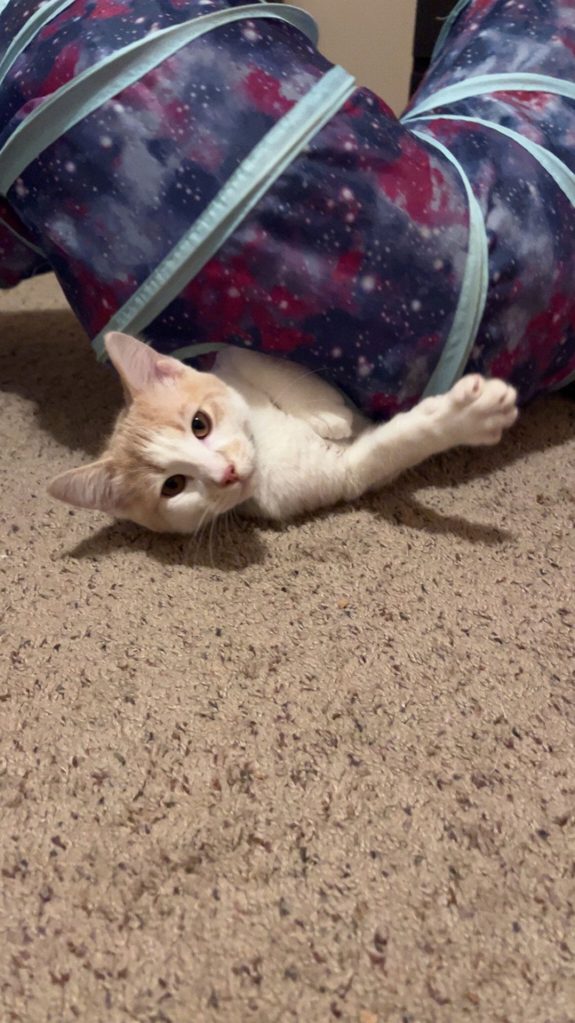 BUSTER - Domestic Short Hair available for adoption