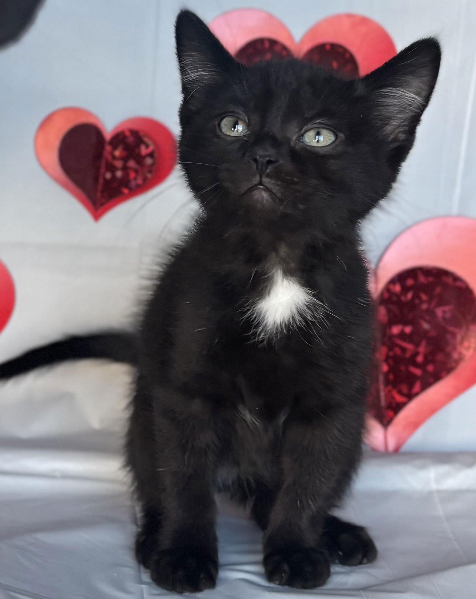 ZYAN - Domestic Short Hair available for adoption