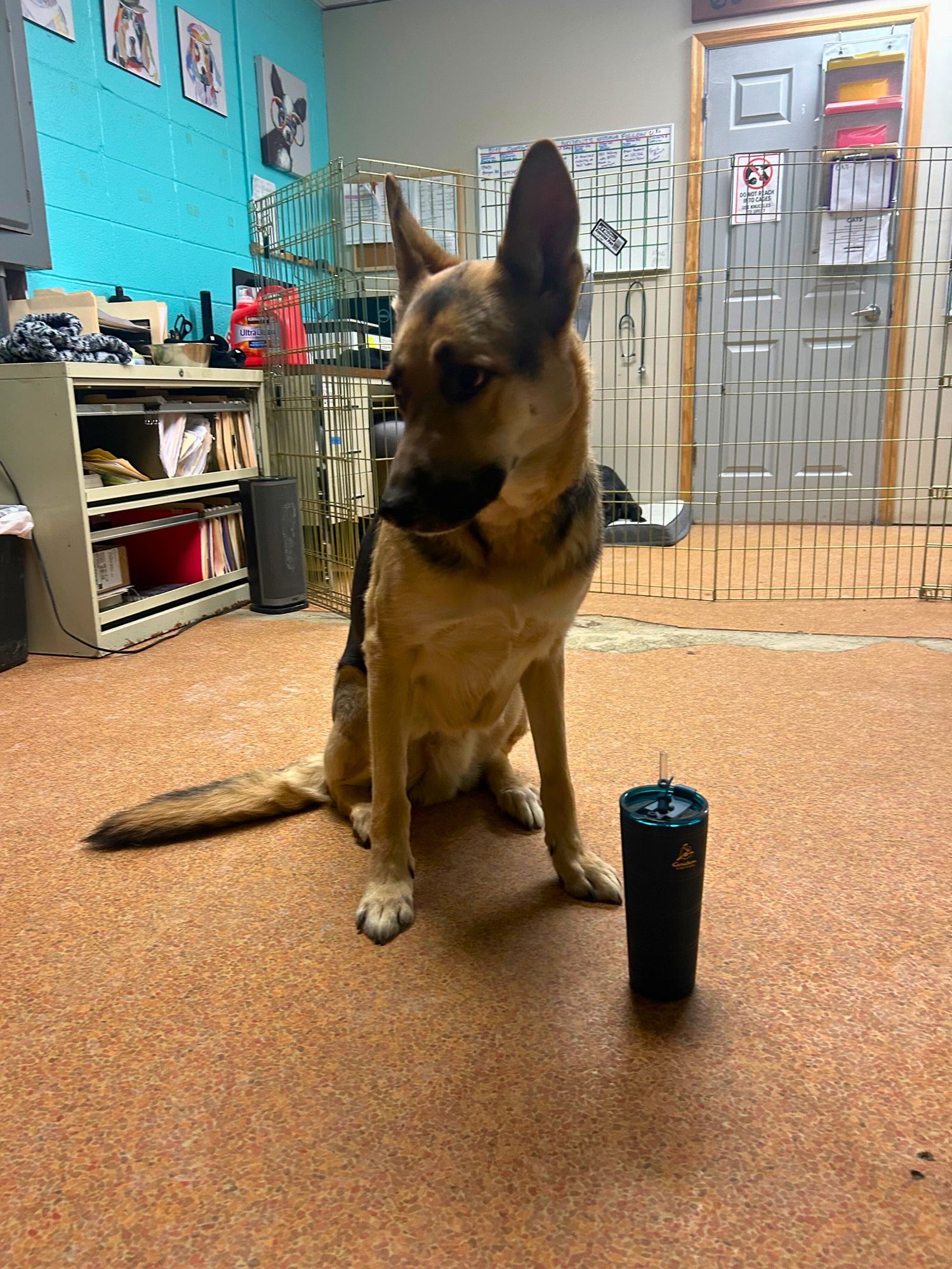 AXEL - German Shepherd Dog available for adoption