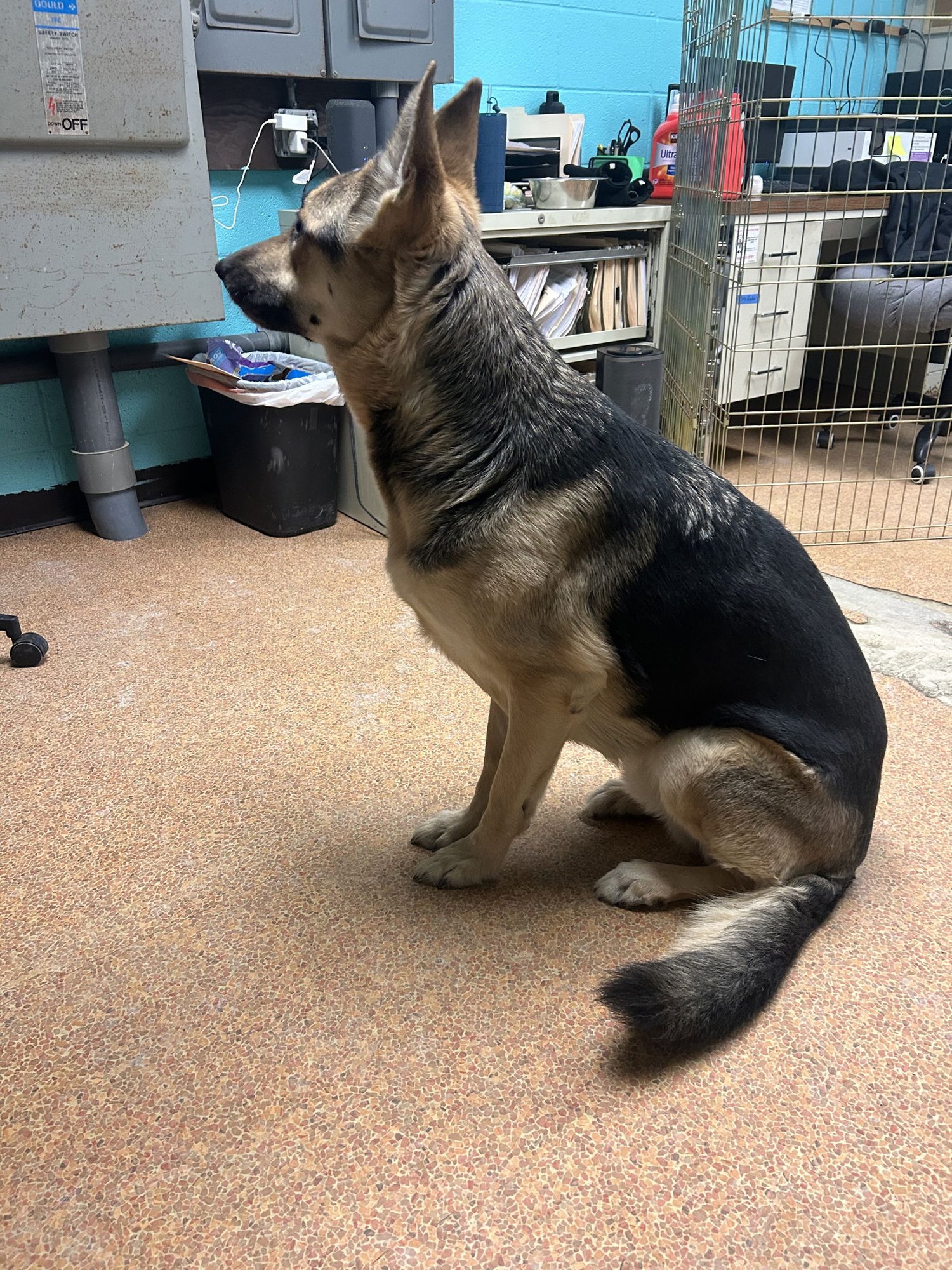 AXEL - German Shepherd Dog available for adoption