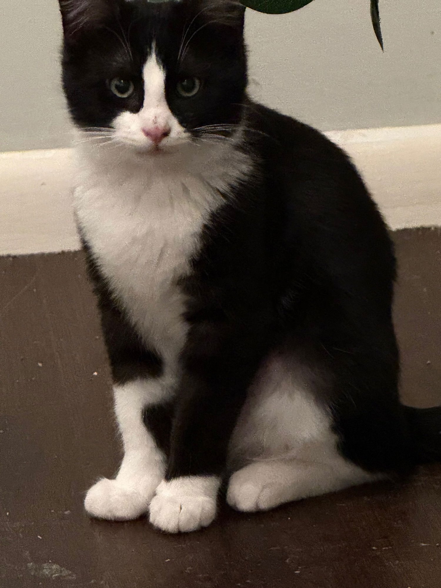 PIERCE - Domestic Short Hair available for adoption