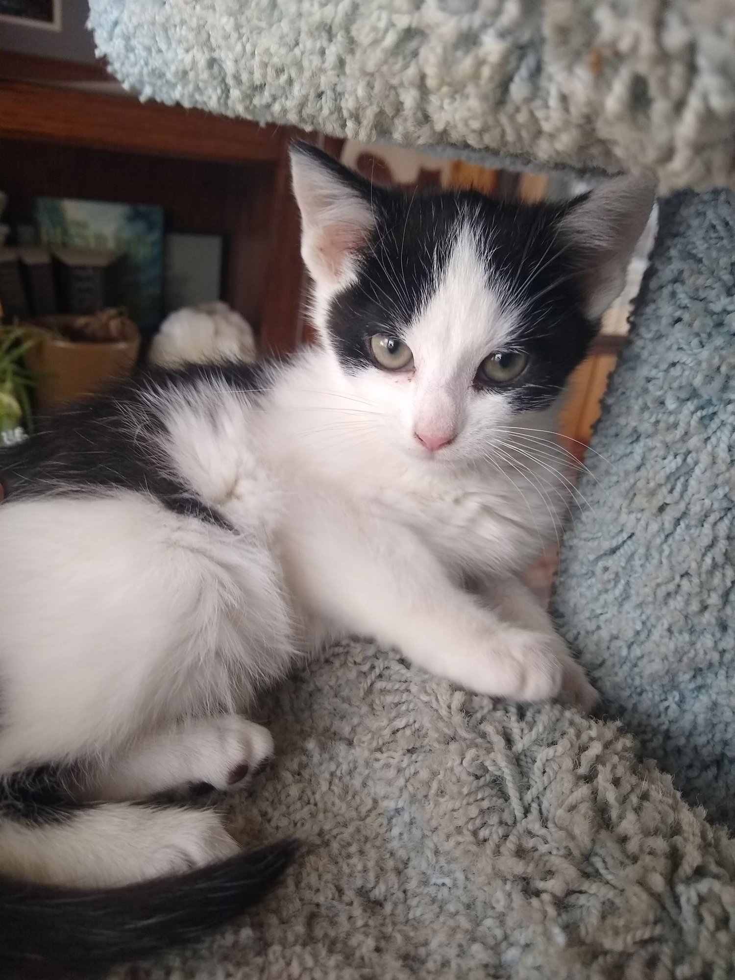 DAIQUIRI - Domestic Short Hair available for adoption