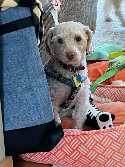 JASPER - Poodle (Miniature) / Maltese available for adoption