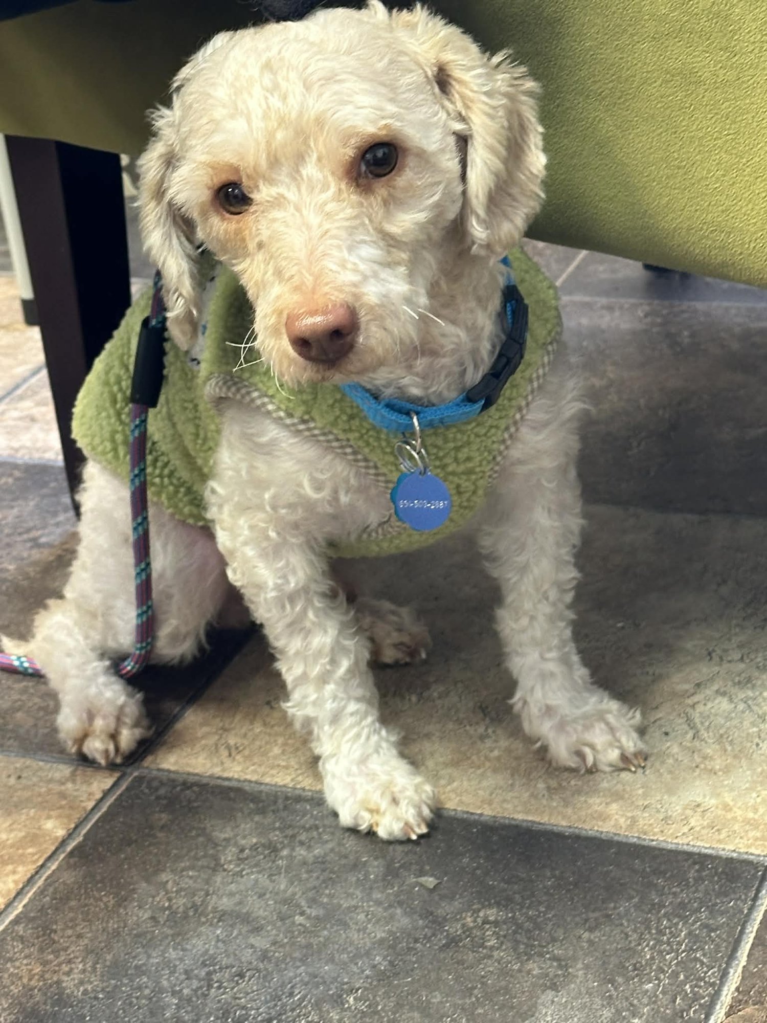 JASPER - Poodle (Miniature) / Maltese available for adoption