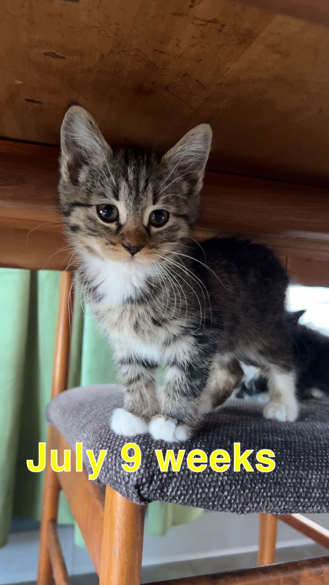 JULY - Domestic Short Hair available for adoption