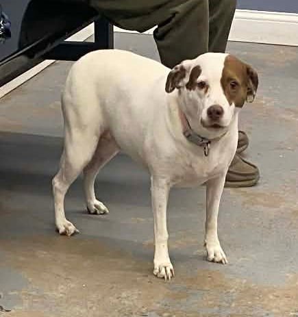 SADIE - Terrier / Beagle available for adoption