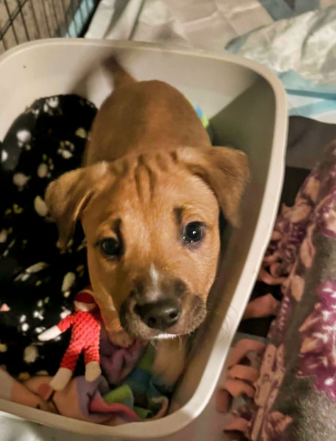 DOGWOOD - Shepherd / American Staffordshire Terrier available for adoption