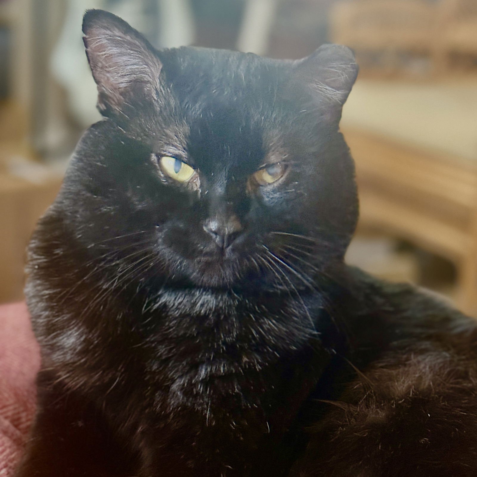 VICTOR - Domestic Short Hair available for adoption