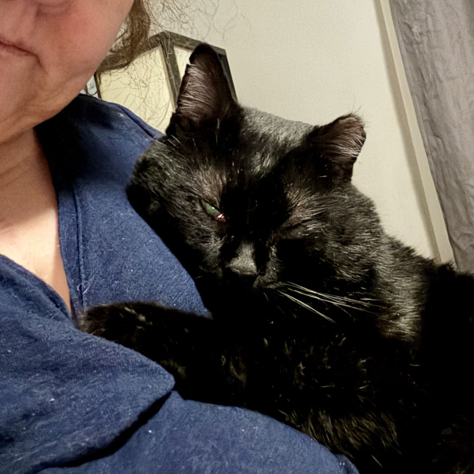 VICTOR - Domestic Short Hair available for adoption