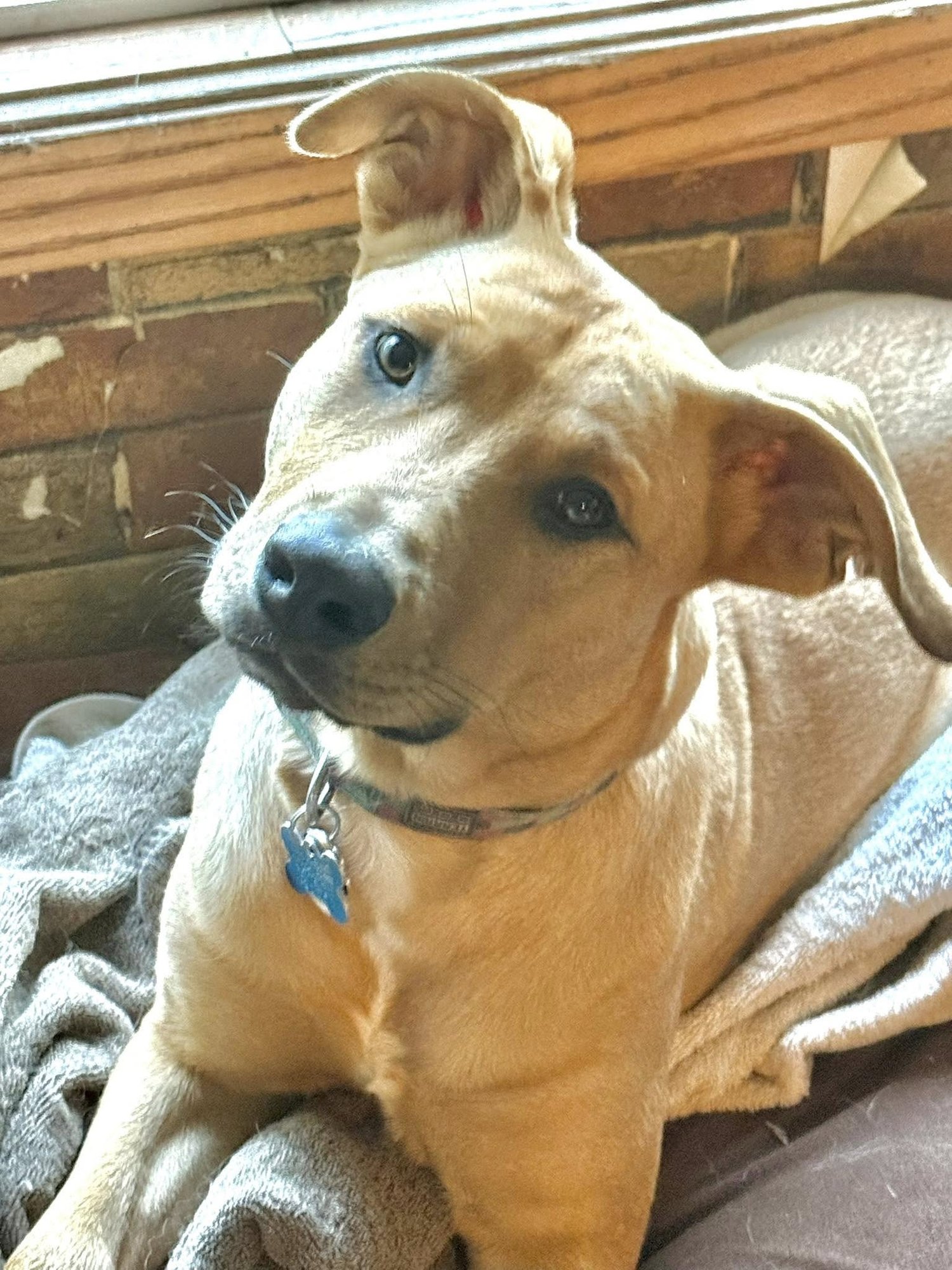 COOPER - Retriever / Mastiff available for adoption