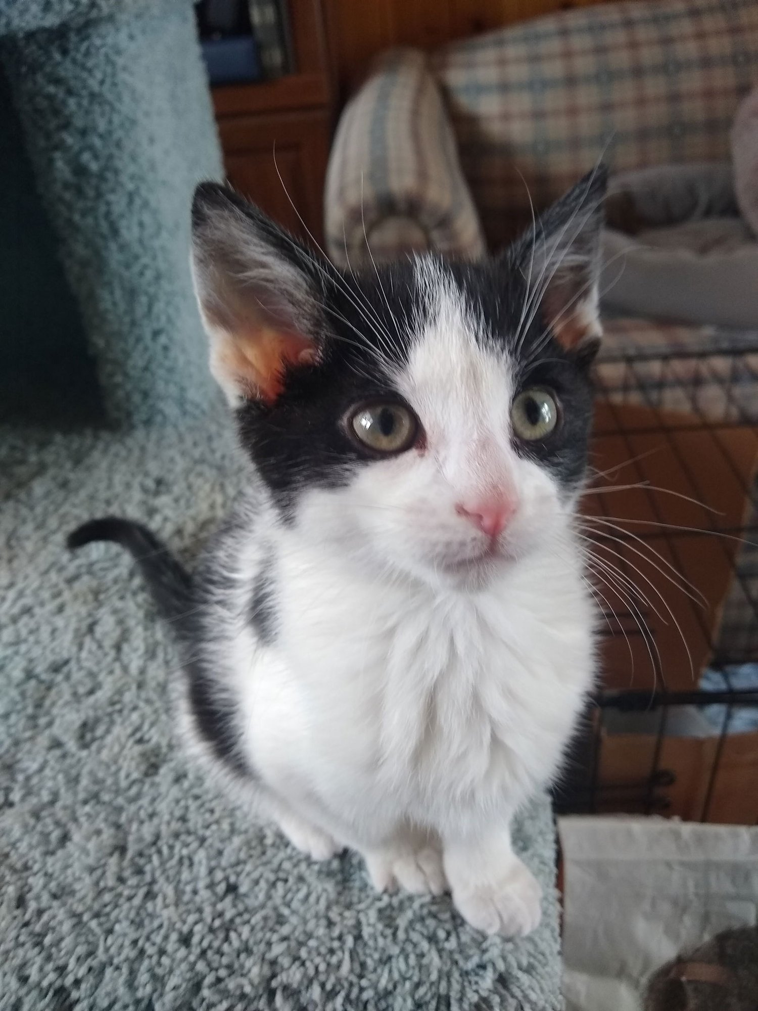 MOJITO - Domestic Short Hair available for adoption