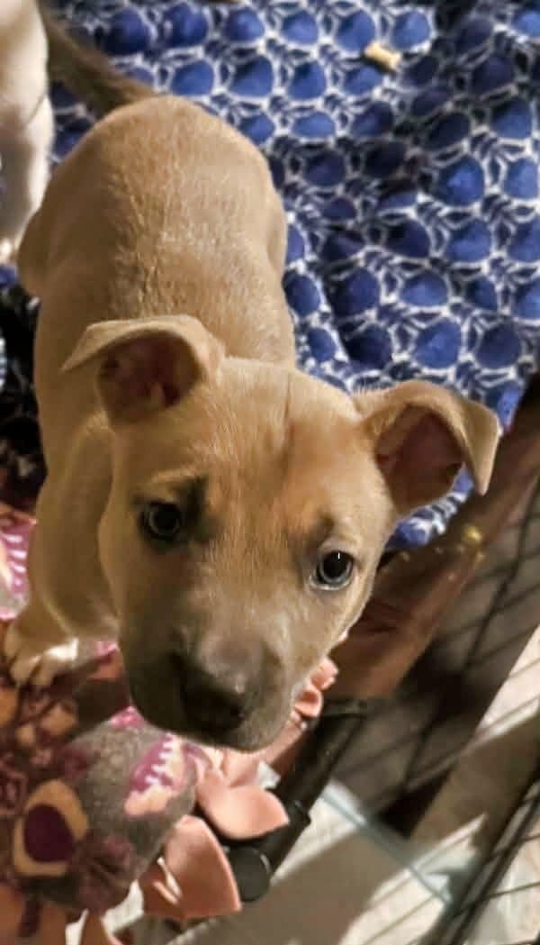 WILLOW - Shepherd / American Staffordshire Terrier available for adoption