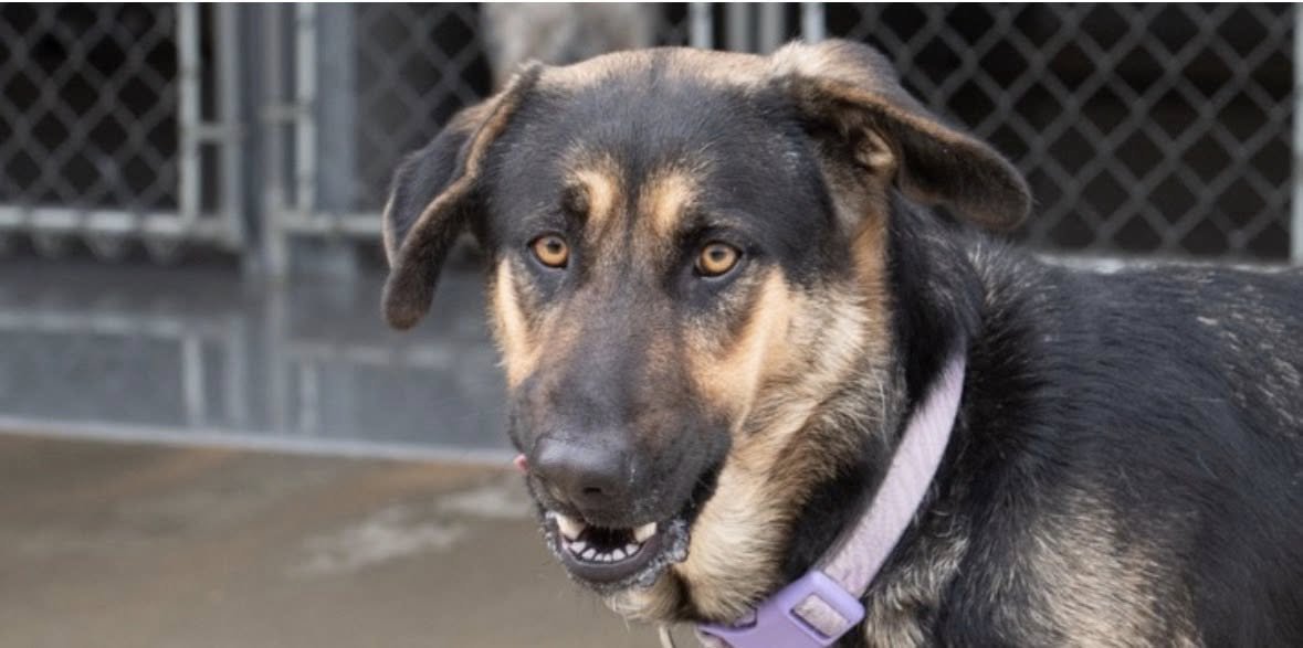 GABRIELLA - Shepherd available for adoption