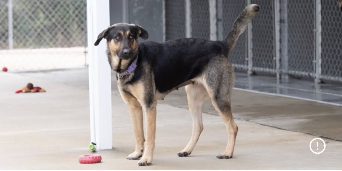 GABRIELLA - Shepherd available for adoption