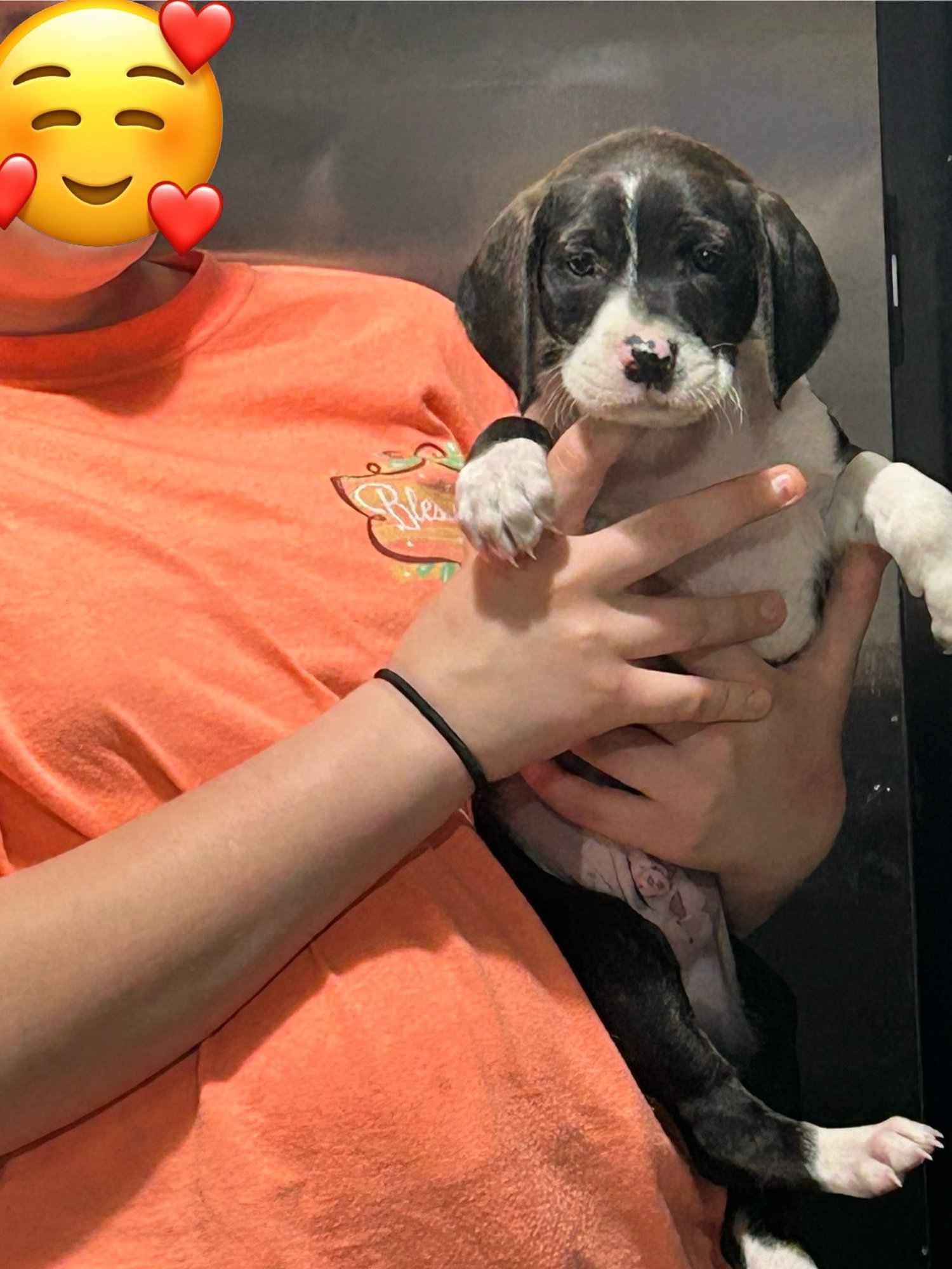 WAYLON - Hound available for adoption