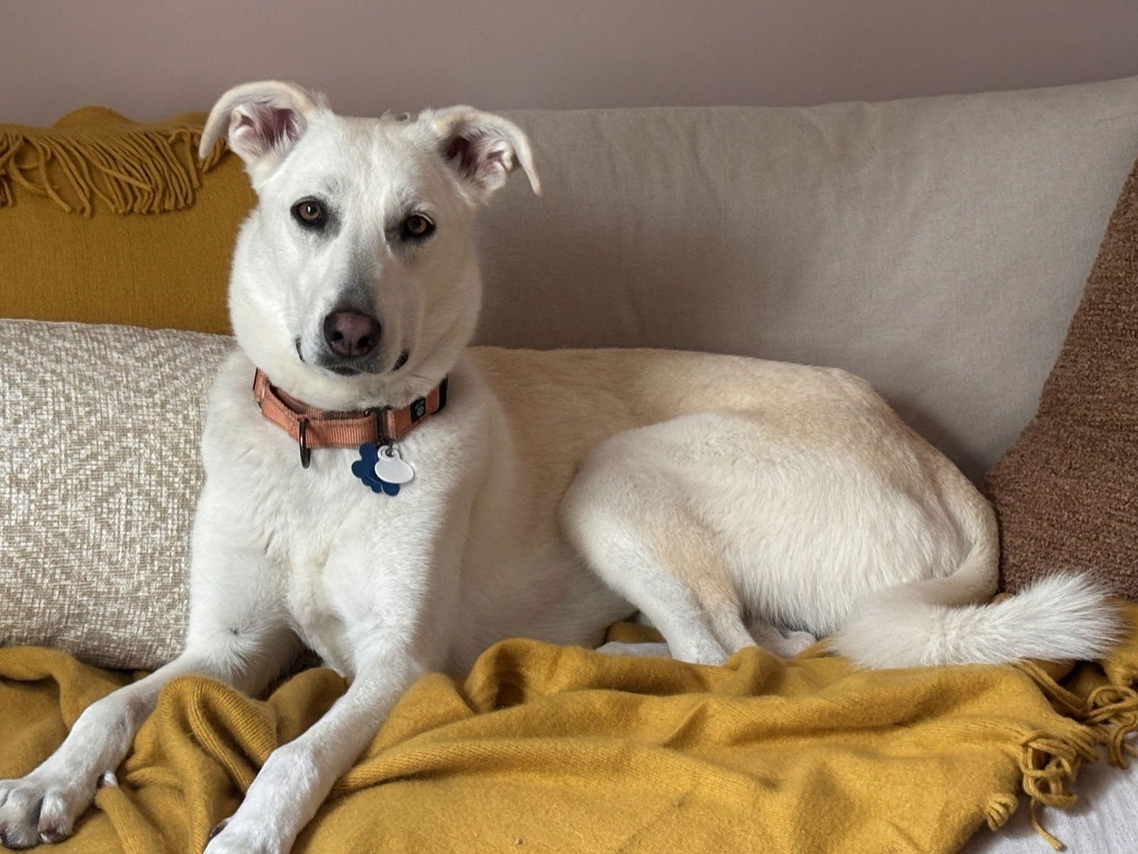 SAVVY - Shepherd available for adoption