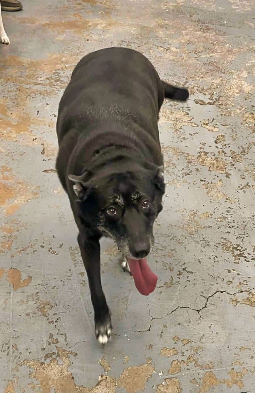 LUNA - Labrador Retriever / Shepherd available for adoption