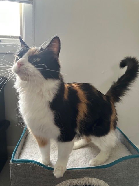 ROXY - Domestic Short Hair available for adoption