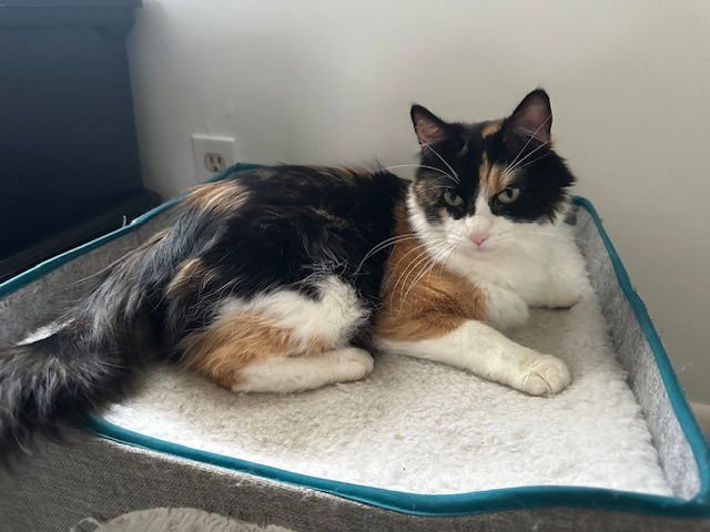 ROXY - Domestic Short Hair available for adoption