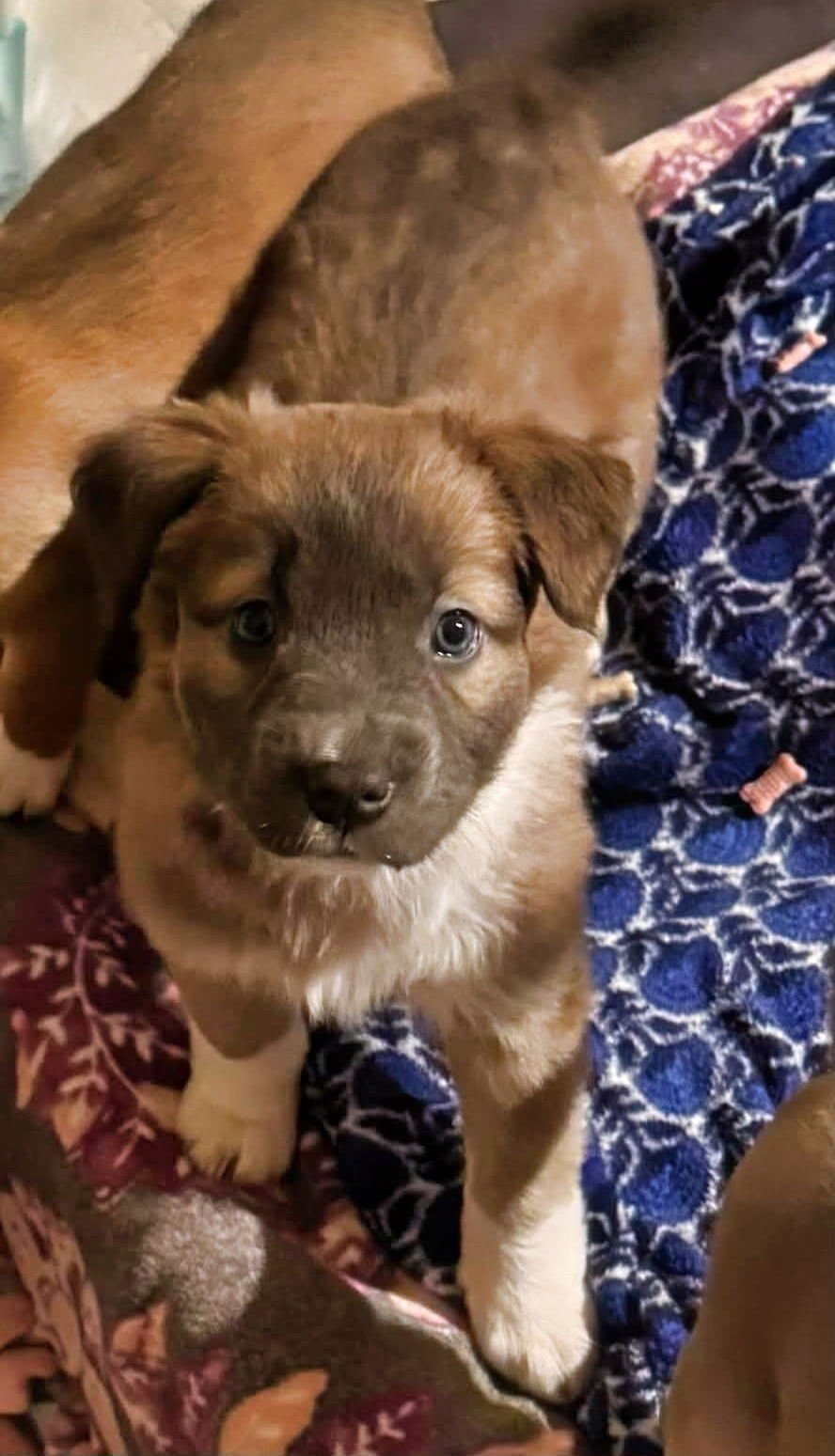 PETUNIA - Shepherd / American Staffordshire Terrier available for adoption