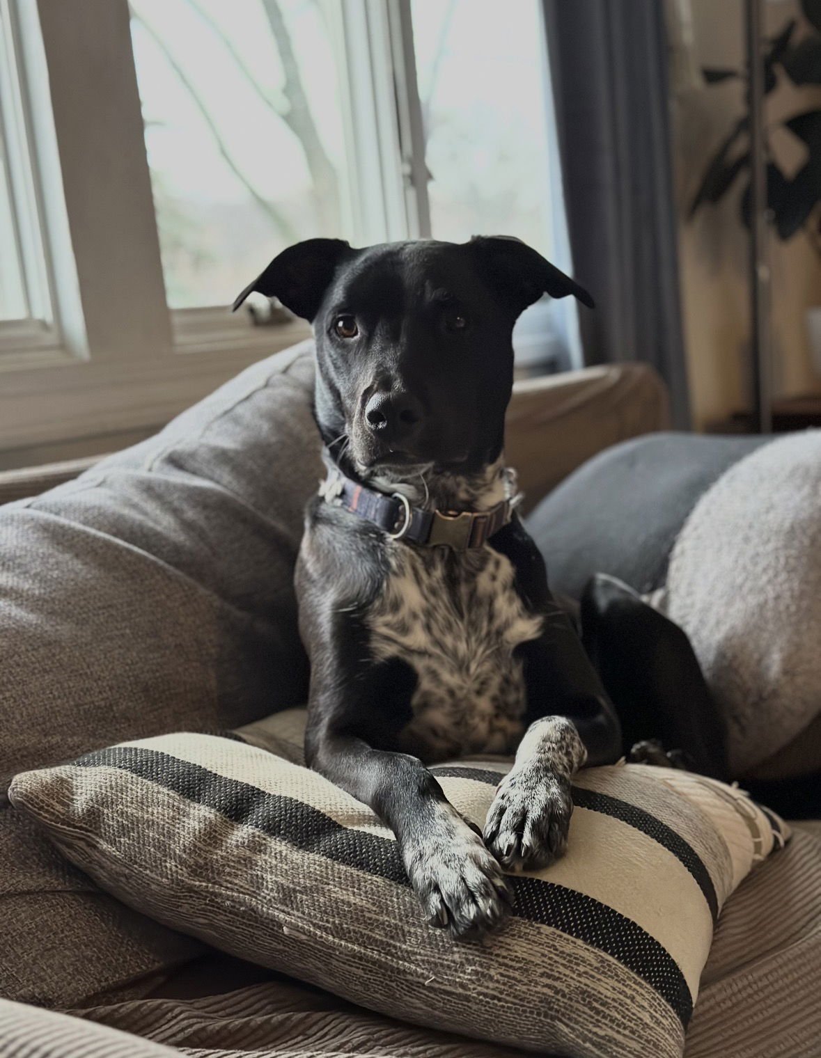 DEWEY - Labrador Retriever / Pointer available for adoption