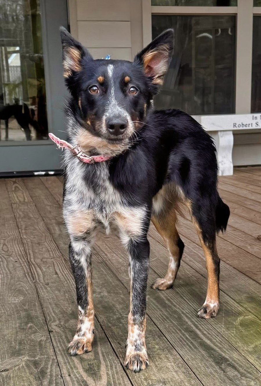 LONDON - Border Collie available for adoption