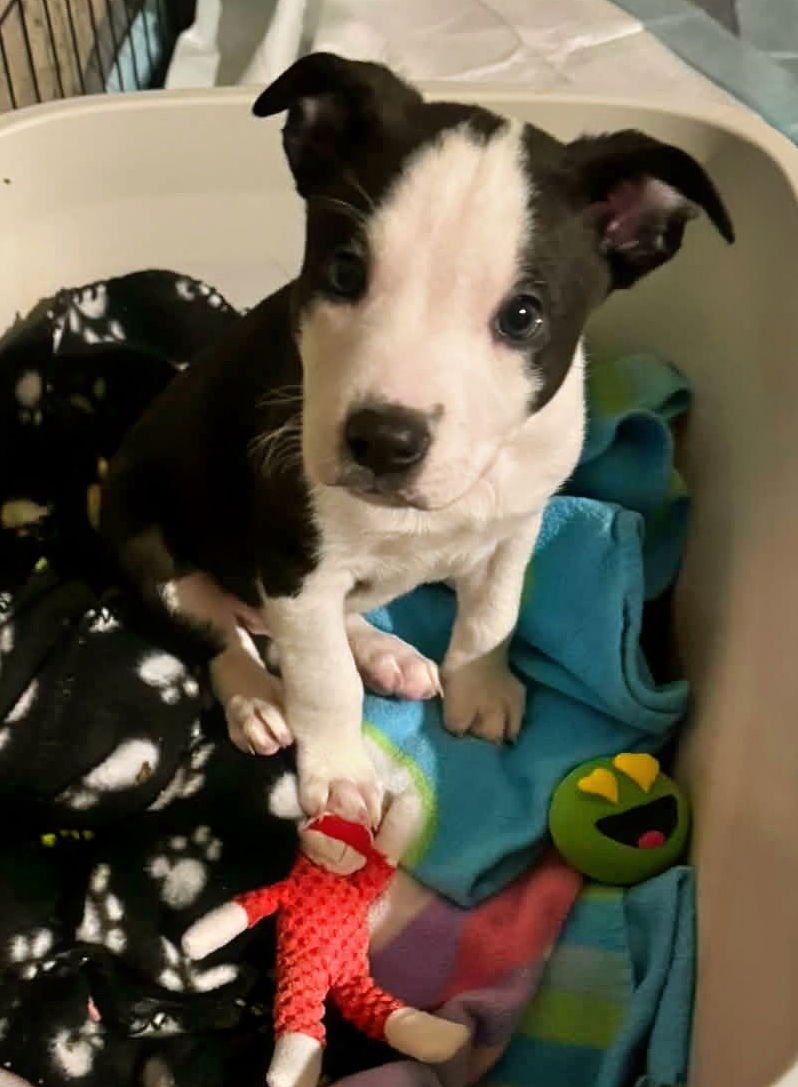 COSMOS - Shepherd / American Staffordshire Terrier available for adoption